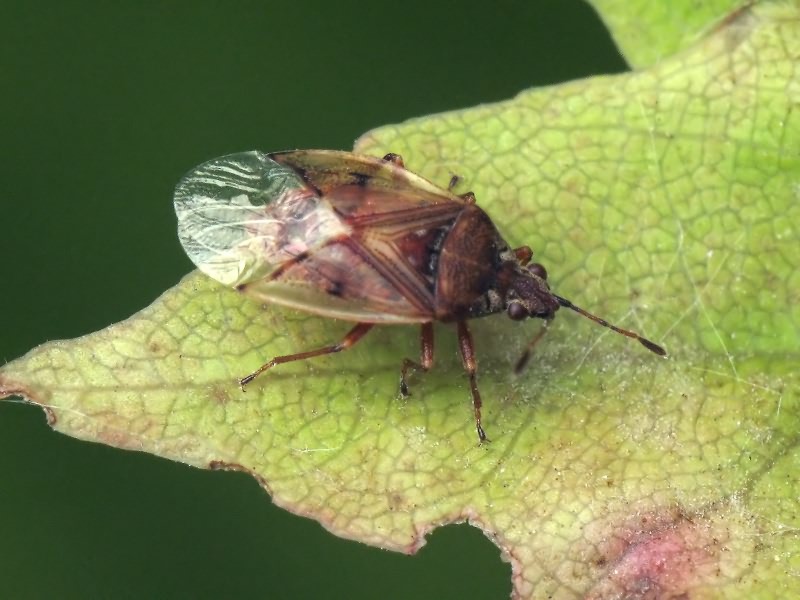 Kleidocerys resedae (Panzer, 1797)